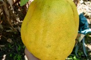 四季柑橘種植技術(shù)_動(dòng)物在四季的生命現(xiàn)象和行為方式
