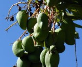 橘子樹盆栽種植技術(shù)管理方案（橘子樹 盆栽）