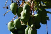 橘子樹盆栽種植技術(shù)管理方案（橘子樹 盆栽）