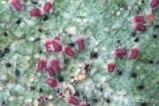 柑橘種植病蟲害及解決方案_種植柑橘如何預(yù)防潰瘍病
