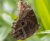柑橘鳳蝶形態(tài)特點詳解：翅膀斑紋、幼蟲特征與生活習性解析