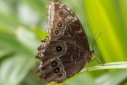 柑橘鳳蝶形態(tài)特點詳解：翅膀斑紋、幼蟲特征與生活習性解析
