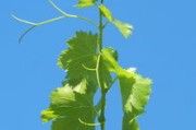 新會(huì)柑橘種植技術(shù)詳解：高效栽培要點(diǎn)與科學(xué)管理指南