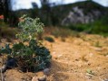 柑橘適合種植在什么地方？解析最佳地理環(huán)境條件