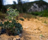 柑橘適合種植在什么地方？解析最佳地理環(huán)境條件