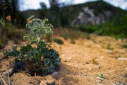 柑橘適合種植在什么地方？解析最佳地理環(huán)境條件