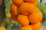 四川柑橘幼苗種植技術(shù)視頻_如何快速銷售農(nóng)產(chǎn)品