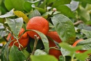 柑橘橙子開(kāi)花大量落葉怎么辦（柑橘開(kāi)花少的原因）