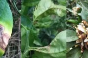柑橘開(kāi)春種植技術(shù)_西瓜跟柑橘樹(shù)套種有何影響 柑橘開(kāi)春種植技術(shù)_西瓜跟柑橘樹(shù)套種有何影響