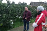 柑橘種植技術(shù)視頻完整版_桔子該怎么嫁接