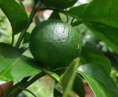 柑橘種植肥水管理技術(shù)_柑橘?；ㄓ檬裁此? title=