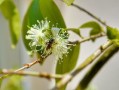 嫁接柑橘樹取什么芽？關(guān)鍵技巧與芽位選擇方法解析