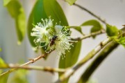 嫁接柑橘樹取什么芽？關(guān)鍵技巧與芽位選擇 *** 解析