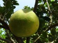 貴州省柑橘種植面積多少（2020年柑橘種植面積）