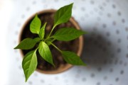 果農(nóng)揭秘：沃柑耙耙柑哪個(gè)好吃？口感甜度營(yíng)養(yǎng)全方位對(duì)比評(píng)測(cè)
