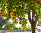 柑橘的栽培種植技術(shù)_柑橘種植距離應(yīng)該為多少米