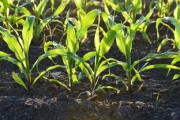 柑橘開園打什么藥？新園植保注意事項及流程詳解