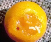 柑橘病蟲害農藥配方_柑橘怎么施肥才能確保高產(chǎn)