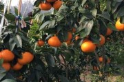 6月柑橘種植肥水管理技術(shù)_柑橘應(yīng)怎樣施用水溶肥更高效