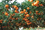 紅美人柑橘限根種植技術(shù)_紅美人柑橘用紅桔砧木生長品質(zhì)分析 紅美人柑橘限根種植技術(shù)_紅美人柑橘用紅桔砧木生長品質(zhì)分析