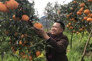 眉山柑橘幼樹種植技術(shù)_四川省哪個(gè)產(chǎn)區(qū)耙耙柑最好吃 眉山柑橘幼樹種植技術(shù)_四川省哪個(gè)產(chǎn)區(qū)耙耙柑最好吃