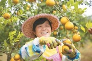 港北區(qū)柑橘種植技術(shù)_發(fā)財果沙糖桔過年前是否會漲價