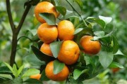 柑橘種植技術課程_柑橘樹掉網(wǎng)怎么用