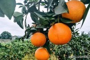 最新柑橘種植技術書籍_柑橘一百畝種多少棵