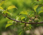 春季打柑橘樹(shù)農(nóng)藥什么（打柑子樹(shù)的農(nóng)藥最佳配方和表格）