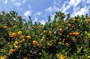 陽光1號桔柚可以大規(guī)模種植嗎（陽光一號桔柚種植要求）