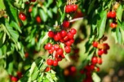柑橘種植果樹豐收：科學(xué)管理助力果農(nóng)增收致富