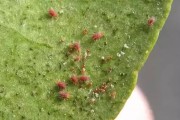 砂糖柑橘種植技術(shù)_柑橘樹怎樣種植最好