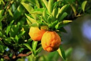 解析存在柑橘類果實(shí)苦味成分什么：關(guān)鍵化合物及其來(lái)源探究