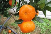 柑橘春見種植技術(shù)_愛媛46號(hào)柑桔介紹 柑橘春見種植技術(shù)_愛媛46號(hào)柑桔介紹