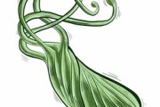 柑橘黃龍病菌傳播途徑（柑橘黃龍病是什么細菌）