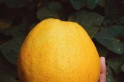 四川成眉山市蒲江縣耙耙柑：果香濃郁皮薄多汁，當季新鮮采摘直供！