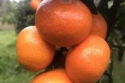 柑橘種植技術(shù)與管理工作_四會(huì)柑種植管理技術(shù)