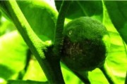 柑橘密植種植技術(shù)_橘子樹(shù)移栽多久不死算成活了 柑橘密植種植技術(shù)_橘子樹(shù)移栽多久不死算成活了