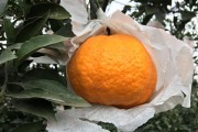 柑橘種植新技術(shù)有哪些優(yōu)點_紅韻香柑優(yōu)缺點 柑橘種植新技術(shù)有哪些優(yōu)點_紅韻香柑優(yōu)缺點