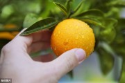 柑橘水分種植技術_柑橘灌溉有什么簡捷方法