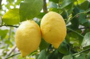 天府之國(guó)黃金果肉：眉山市彭山區(qū)耙耙柑的香甜爆汁與匠心種植品質(zhì)之選