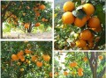 甘平柑橘品種有哪些種類（甘平柑橘品種介紹）