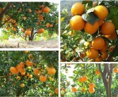柑橘種植技術(shù)流程圖片（柑橘種植步驟）