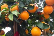 柑橘種植技術(shù)與利潤_不知道種植什么經(jīng)濟效益最高 柑橘種植技術(shù)與利潤_不知道種植什么經(jīng)濟效益最高