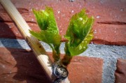 4月成熟柑橘樹(shù)苗高效栽培指南：春季種植技巧與管理要點(diǎn)
