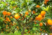 柑橘一畝地一年用多少化肥？詳解科學(xué)施肥量與增產(chǎn)效益