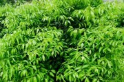 柑橘種植技術(shù)什么書好_川津五號(hào)柑橘樹苗哪里有賣 柑橘種植技術(shù)什么書好_川津五號(hào)柑橘樹苗哪里有賣