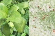 柑橘5月6月病蟲害防治_多雨季節(jié)柑橘脂點黃斑病強勢來襲