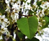 揚(yáng)州開心佬春見耙耙柑價(jià)格怎么樣