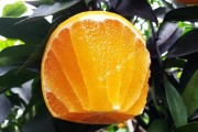愛媛38號(hào) 產(chǎn)地_愛媛38號(hào)柑桔抗凍嗎